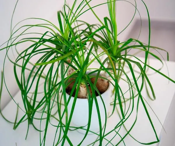 Appartement Yourhome - Casa Ivi