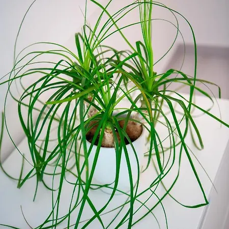 アパート Yourhome - Casa Ivi